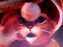 trop mimi le chat pott� dans joyeux no�l shrek