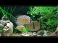 Aquárismo é o meu Hobby! 