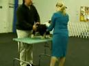 Powder Puff Puppies Showing Powder Puff Puppies Showing
