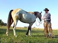 Working with the Blind Horse - Part 1 Working with the Blind Horse - Part 1