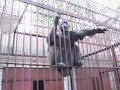 Обезьяна делает неприличные звуки ртом