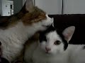 roxie and lola