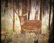 GREAT INDIAN TRAVELLER ON WILDLIFE SAFARI PROMO