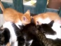 lots of cats just want to eat