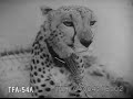Colorful Jaipur 1932