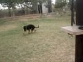 Sultan von der Jahnhohe puppies