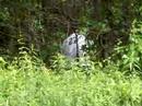 SASKWATCH FOUND