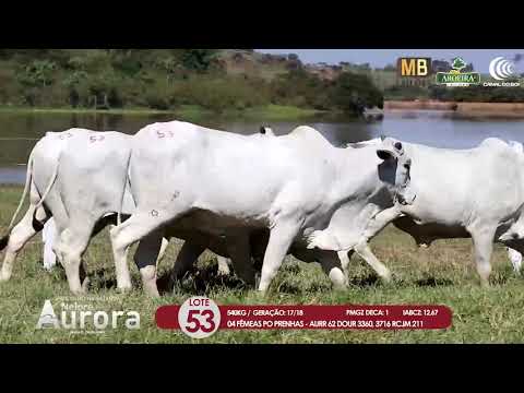 2 DE OLHO NA FAZENDA NELORE AURORA