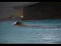 Sport psychology - Diving and mental Toughness