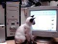 gatito bebe 2