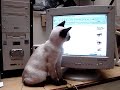 gatito bebe 2