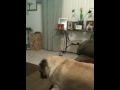 soccer pug