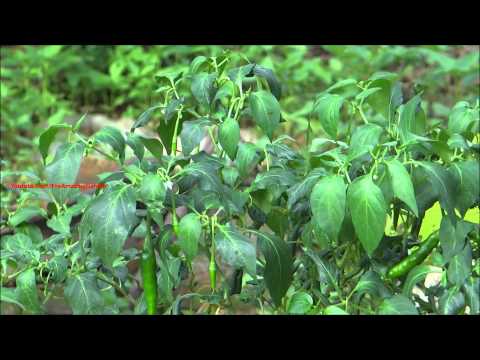 how to grow nm green chile