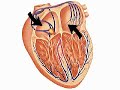The Pacemaker of the HeartThe pacemaker of the heart, a tiny area of specialized nervous tissue in the right atrium, sets the heart beating about seventy times a minute.  Without it the heart would beat only forty times per minute, which is too slow for the body's needs.  The pacemaker, or sinuatrial node, regularly sends out nerve impulses which spread through the two atria, causing them to contract.  From the atrioventricular node the contraction spreads down special conducting tissue, the bundle of His, causing the ventricles to contract and pump blood out of the heart.