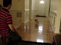 videos de shih tzu puppy playing fetch