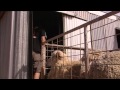 Click to View : Working with Warriors