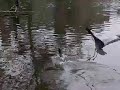 Blauwe reiger en Aalscholver met vis Blauwe reiger en Aalscholver met vis