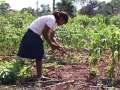 Paraguay: Food Security