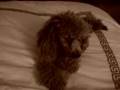 videos de missing dog please help
