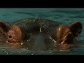 TV is Dead? - Why TV Idents are important TV is Dead? - Why TV Idents are important