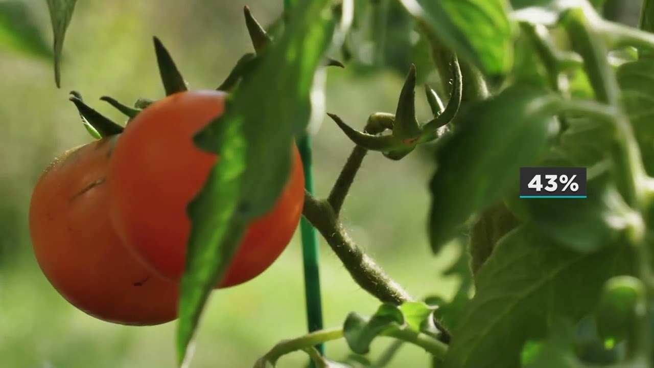 Giro de Notícias | Suínos: preços caem mais de 10% em janeiro, diz Cepea