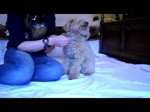 how to get rid of shih-tzu eye boogers