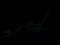 amv de saint seiya!!! the final countdown