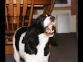 cute-dog-digging-for-crabs-nags-head-nc.html