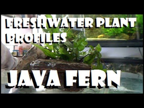 how to grow java fern