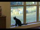 Cats can't stand foam darts - 4