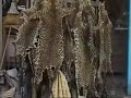  Jourenyman Pictures ape smuggling congo usa illegal exportation monkeys trade endangered animals zoos rescue
