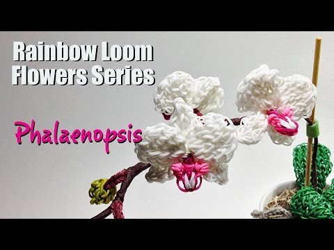 how to grow rainbow roses