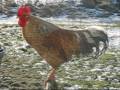 Le chant du Coq