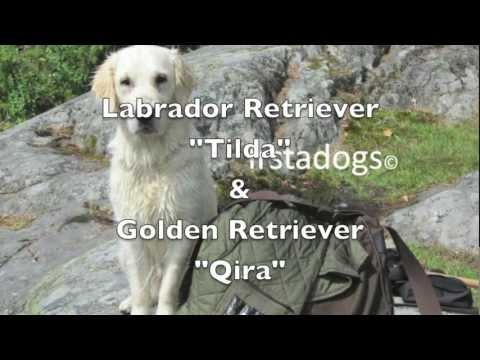 Labrador retriever GoPro Hero HD 3 Silver edition. February 28, 2013