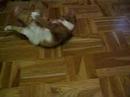 Wilma playing with a straw Wilma playing with a straw