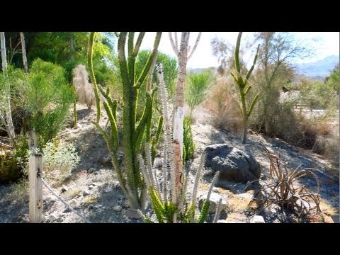 how to harvest ocotillo
