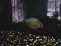 Piranha: Serrasalmus Medinai