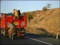 Capturada la cupula de los ladrones de borregos