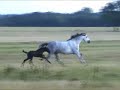 Herradura Andalusian Horses for Sale - Farm Video