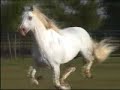 Herradura Andalusian Horses for Sale - Farm Video