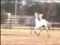 Herradura Andalusian Horses for Sale - Farm Video
