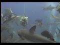 Shark Feeding Frenzy