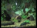 Discus and Peppermint Bristle nose tank