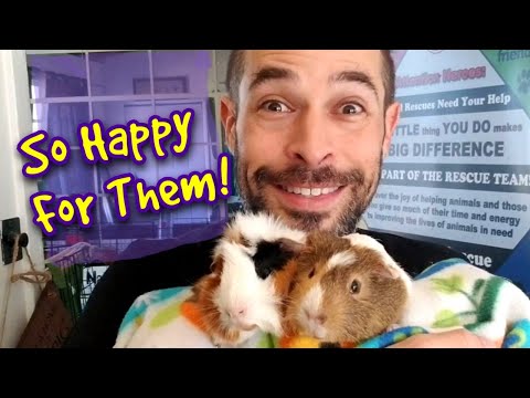 video-linktoworks-Foster Guinea Pigs Find A New Home | Meet All My...