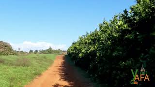 قرية ابو كشك وبيارات البرتقال قضاء يافا