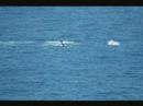 Humpback Whales off Makapuu