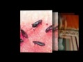 Organic Flea Treatment for Dogs