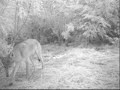 CRITTER CAM CRITTER CAM