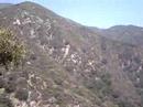 Red Flowers in the Angeles National Forest