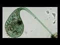 la cellula